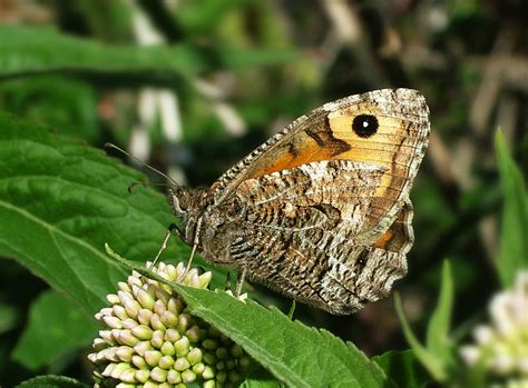 Cumbria Branch - Species - Grayling