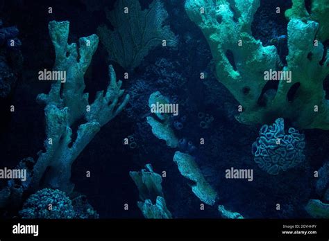 Front View Closeup Of Dark Coral Reef Formation On The Ocean Floor