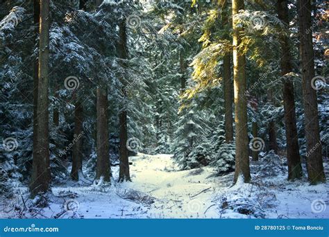 Pine Tree Forest During Winter Stock Image Image Of Nature Seasonal