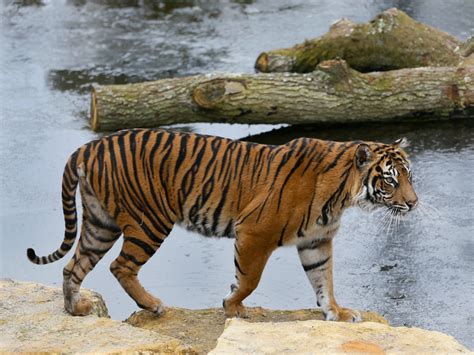 Female Tiger: Appearance, Diet, And Other Facts - WildLifeGrow