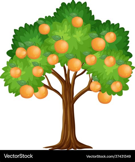 Orange Tree Clipart