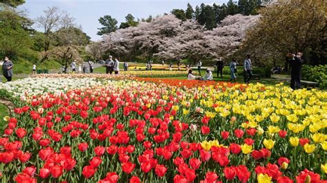 はままつフラワーパーク 世界の花のテーマパークで癒やしと感動を 静岡県観光公式ブログ