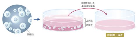 幹細胞培養上清液 肌美容皮膚科美容外科 高須クリニック