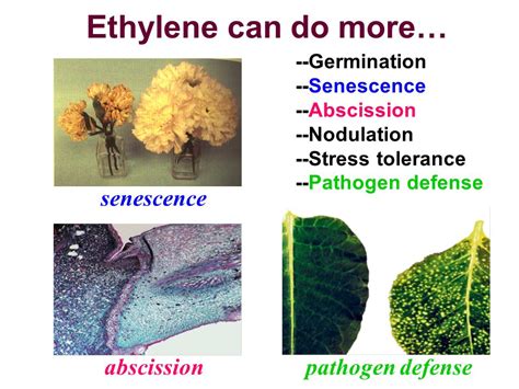 Ethylene Plant Hormone