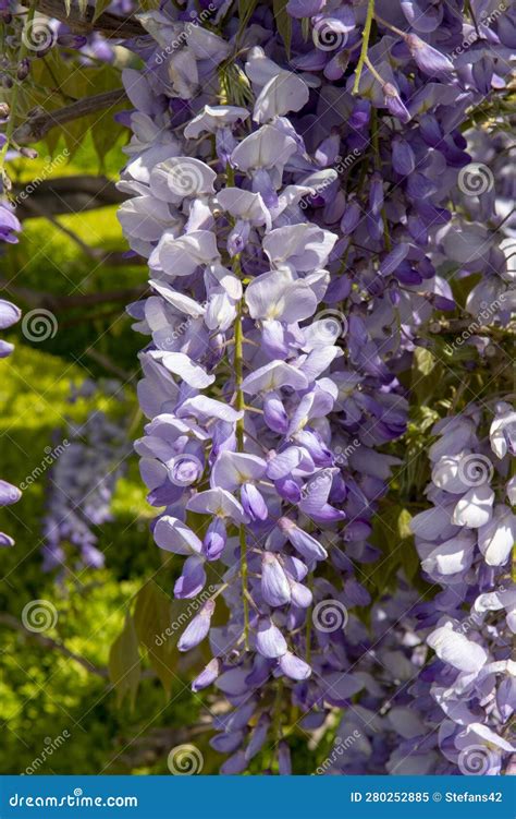 Purple Flowers Of Wisteria Sinensis Or Blue Rain Blooming Chinese