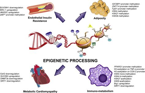 Epigenetic Processing In Cardiometabolic Disease Atherosclerosis