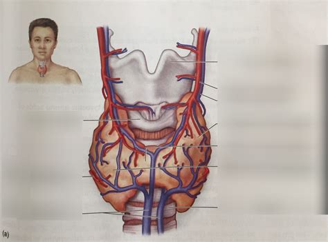 Thyroid Structures Diagram Quizlet