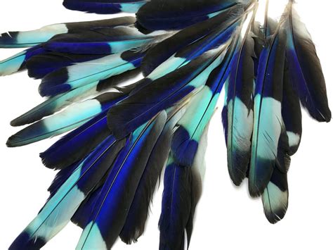 Exotic Bird Feathers for sale| 81 ads for used Exotic Bird Feathers