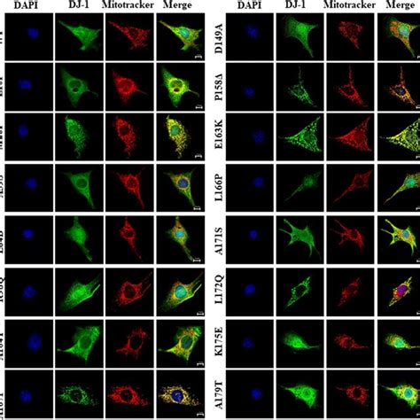 Subcellular Localization By Indirect Immunofluorescence Of Human Wild