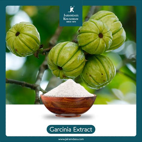 Manufacturer Of Garcinia Cambogia Extract