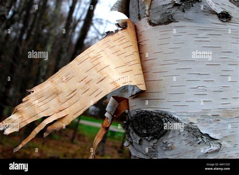 Tree Bark Peeling Off Hi Res Stock Photography And Images Alamy