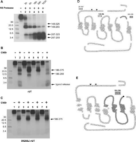 Photolabelling The Urotensin II Receptor Reveals Distinct Agonist And