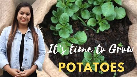 How To Grow Potatoes At Home Complete Guidebest Time To Grow Potatoeswinter Vegetables