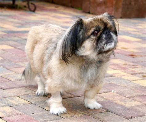 Puginese (Pug and Pekingese Mix)