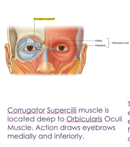 Ch Muscular System Flashcards Quizlet