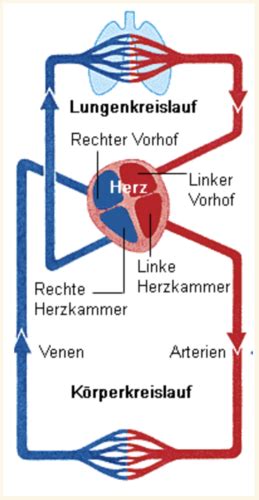 SE Medizin 02 Koronare Herzkrankheit Arteriosklerose Angina