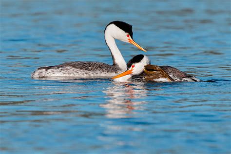 Clark S Grebe Audubon Field Guide