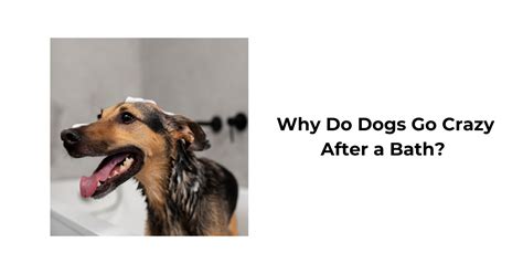 Why Does My Dog Go Crazy After A Bath Insights And Tips Waggle