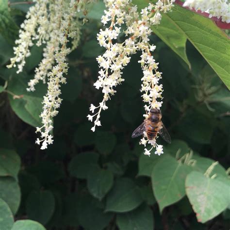 Japanese Knotweed Expert Japanese Knotweed Removal And Eradication