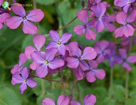 Honesty Flower | Lunaria annua | Moonwort | Dollar Plant | BioExplorer