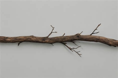 Premium Photo Old Tree Branch On White Background