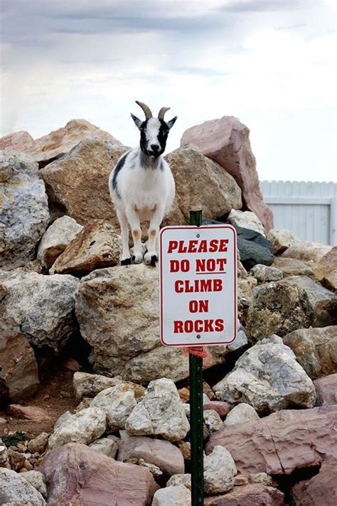 29 Adorable Funny Goat Pictures | EntertainmentMesh