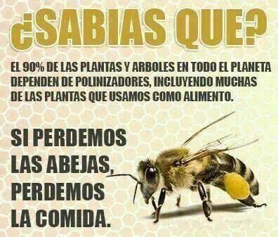 Talleres Escolares Abejas Frases Ambientales Salvemos A Las Abejas