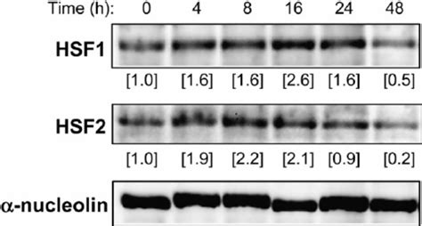 Nuclear Levels Of Both Hsf1 And Hsf2 Are Increased By Androgens