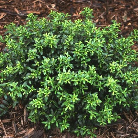 Soft Touch Holly Japanese Loves Nursery