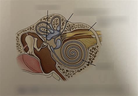 Internal Ear Osseous Labyrinth Frontal View Diagram Quizlet