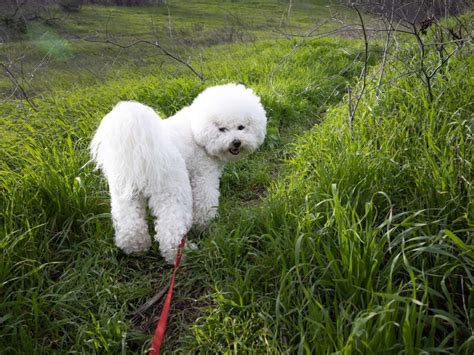 Hoe Kan Ik Een Tumor Bij Mijn Hond Herkennen Just Russel