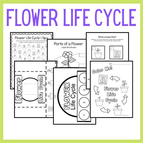 Study the Life Cycle of aFlower for Kids