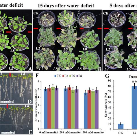 Phenotypes Of Transgenic Arabidopsis Plants Overexpressing Boltlp