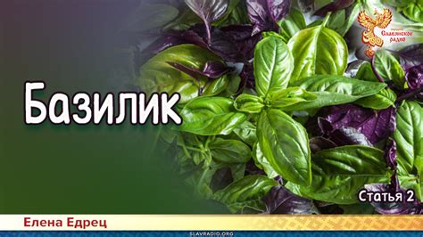 Базилик | Народное славянское радио