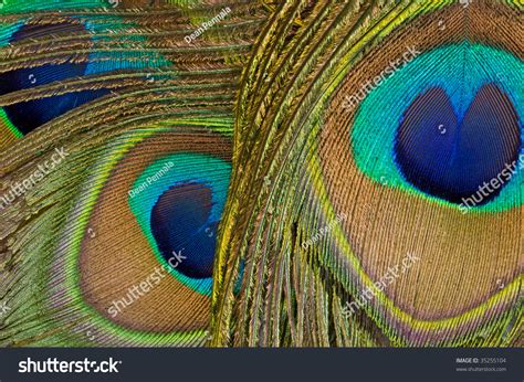 Close Up Of Peacock Feathers Showing Their Vibrant Iridescent Colors