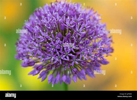 Allium Hollandicum Purple Sensation Allium Purple Sensation Stock