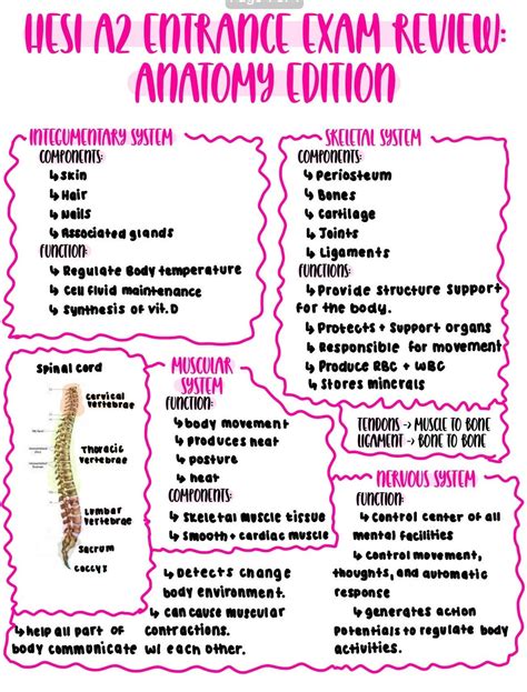 Hesi A Anatomy Pdf Anatomy Body Systems Etsy