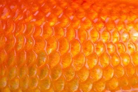 Fish Scales Images Browse 14684 Stock Photos Vectors And Video