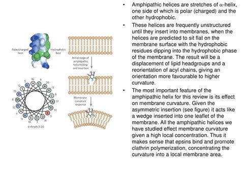 Ppt The Bar Bin Amphiphysin Rvs Domain Is The Most Conserved