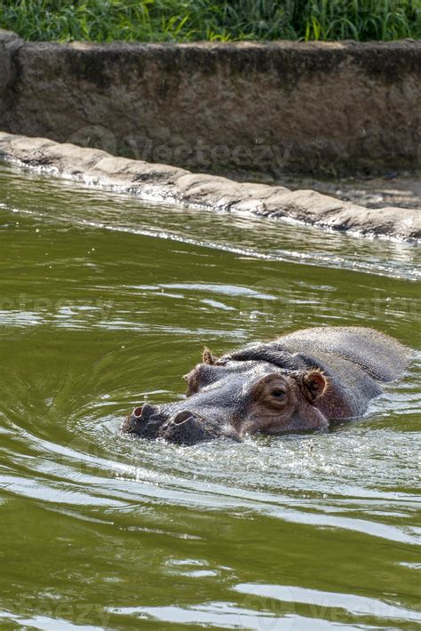 Hippopotamus Amphibius Hippo Inside The Refreshing Water Mexico