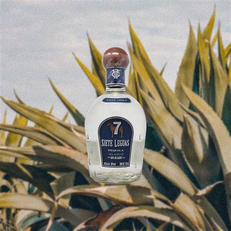 Agave Plant Tequila Bottle