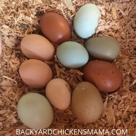 Best Breeds That Will Lay Beautiful Blue Chicken Eggs