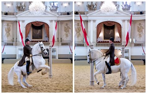 6 Terrific Ways to See the Lipizzaner Stallions of Vienna In Real Life