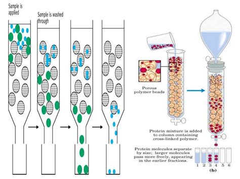 Gel permeation chromatography copy