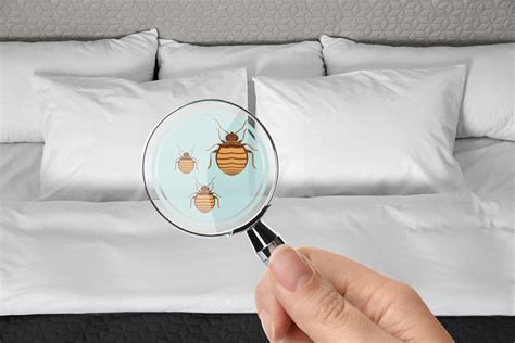 Protect Your Guests From Bed Bugs Flick New Zealand