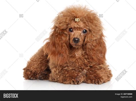 Red Toy Poodle Puppy Image And Photo Free Trial Bigstock