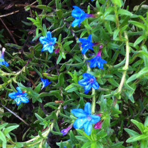 Lithodora diffusa 'Heavenly Blue' syn. Lithospermum diffusum 'Heavenly ...