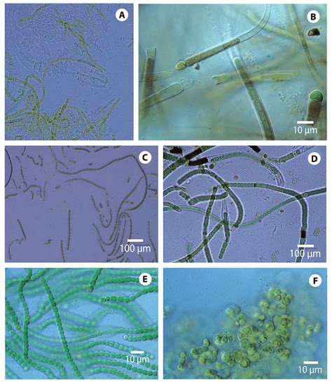 Cepas De Cianobacterias Aisladas De Diferentes Ecosistemas Tropicales