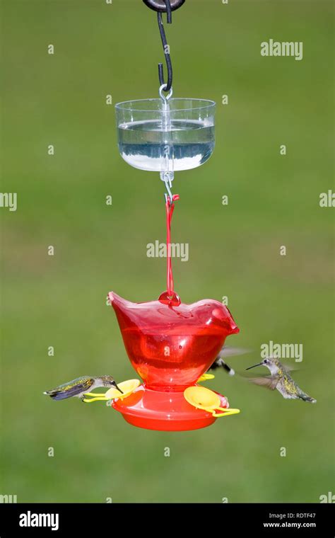 Ant guard on hummingbird feeder hi-res stock photography and images - Alamy