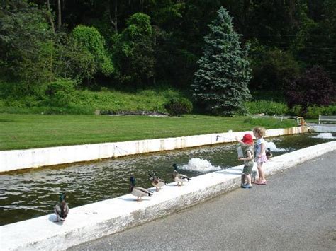 Fish Hatchery Picture Of Allentown Fish Hatchery Allentown Tripadvisor